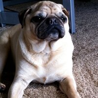 Tammy (@tprida) 's Twitter Profile