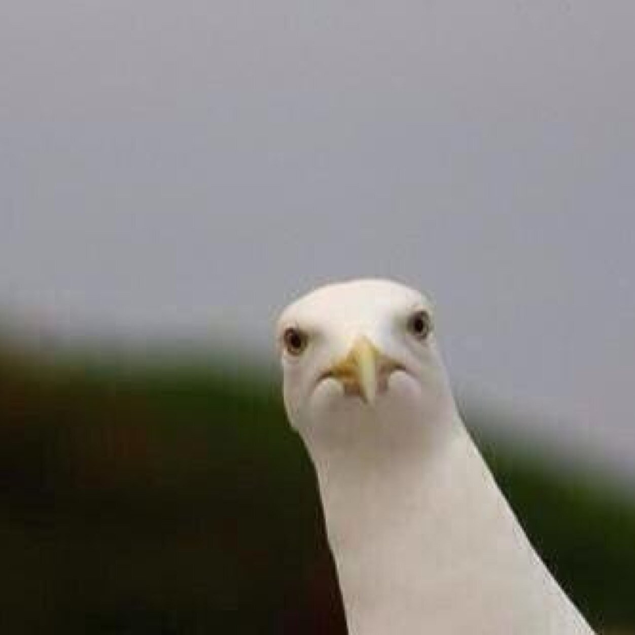 hi