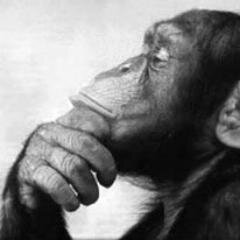 I am just a talking monkey lost in space