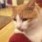 threecurlycats's profile image