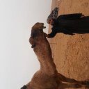 هزاع الصقري (@055haza) Twitter