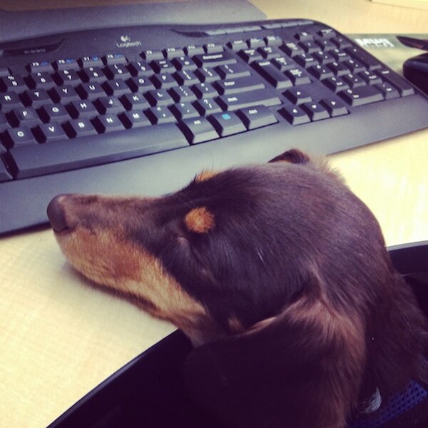 workplacedogs's profile picture. Dedicated to the dogs who make our workplaces great.