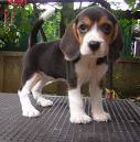I love dogs and I think that people like my dog so much. You try to visit my blog.