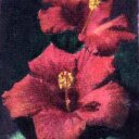 Summer Morse - @LdFhar - Twitter