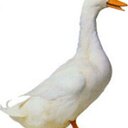 Anna Zuccaro - @annazuccaro57 - Twitter