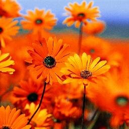 compskill_ann's profile picture. 