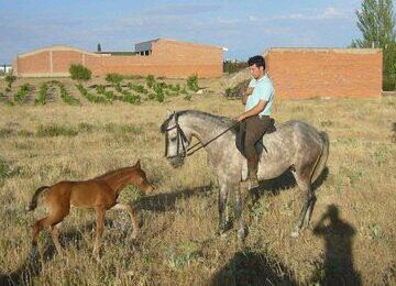 Gran aficionado y apasionado del mundo del toro y del caballo y enamorado del Rejoneo. Viva la Blanca Paloma