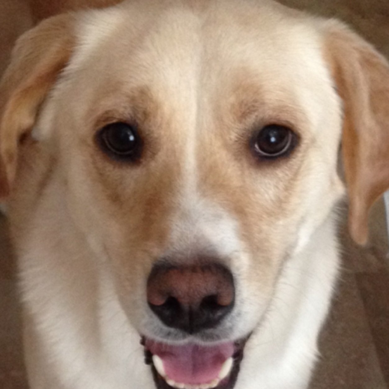 Meteorologist for West Feliciana Parish Office of Homeland Security. Owner / Manager for St. Francis Animal Medical Center
