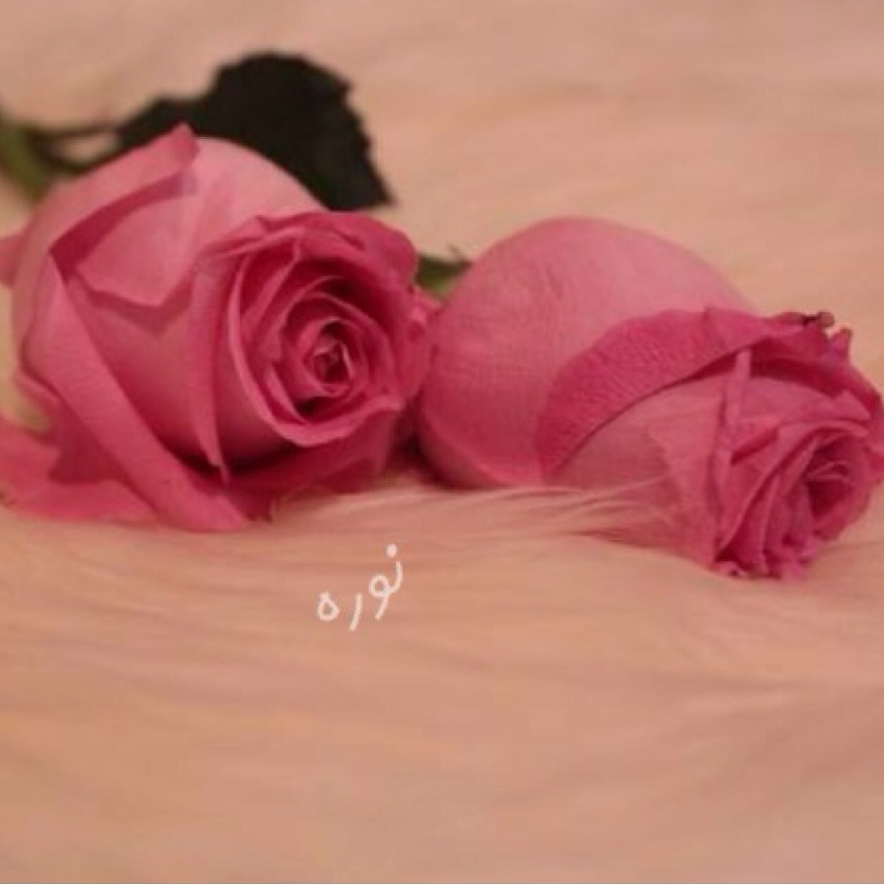 inooni_m2's profile picture. اللهم اجعل ما نمضي إليه أجمل مما مضى علينا 🍃🌸