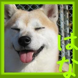秦基博さんと動物が好きです♫11歳で保護猫胡桃はお空組となりました♬アイコンは17歳でお空組となった柴犬のはなです。 現在保護猫でサビシャムのナル推定13〜14歳と暮らしております。