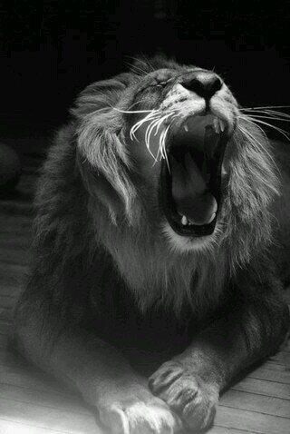 Макс Паскарь