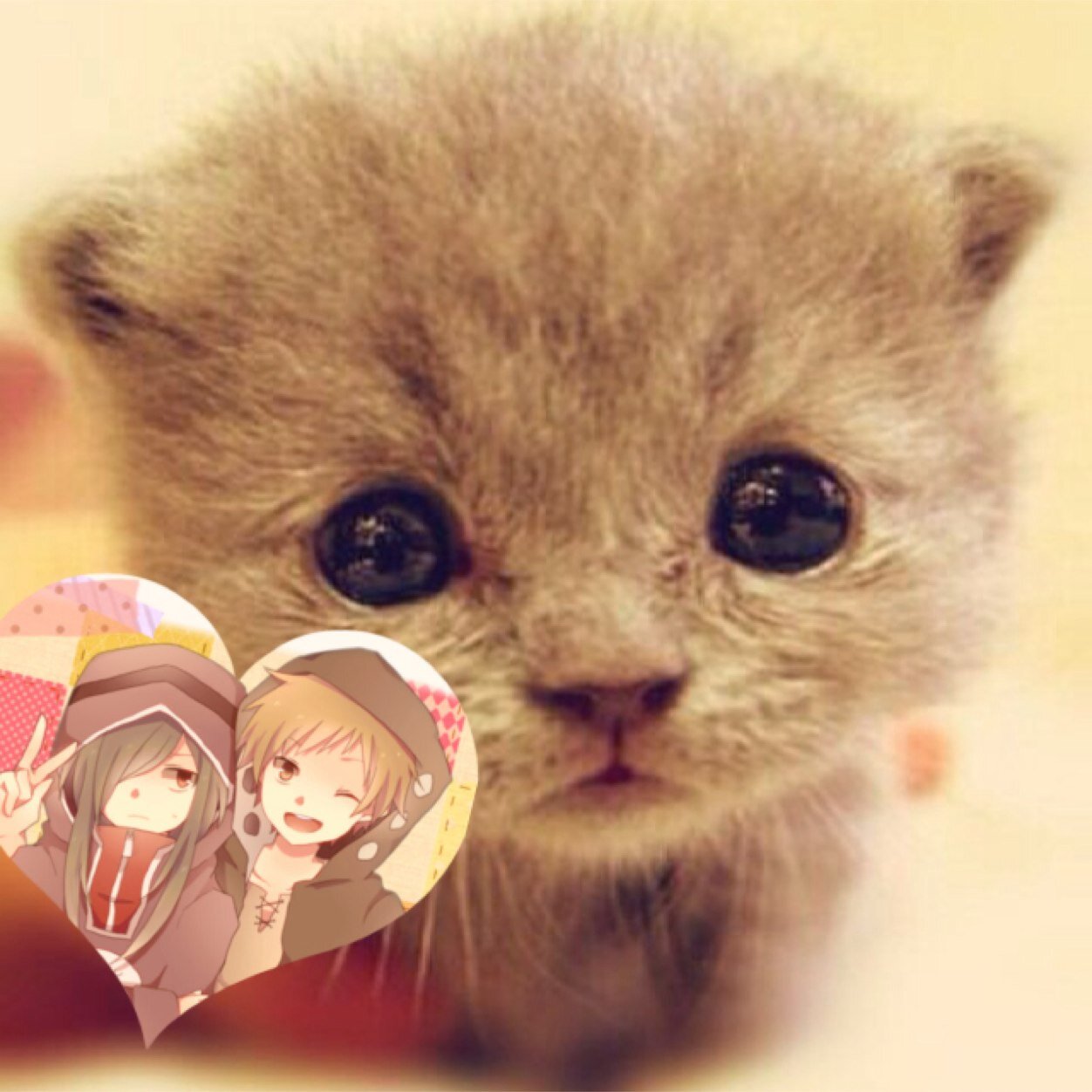 neko71086's profile picture. 規制垢☆本垢→@83kaho