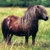 Production Pony (@production_pony) Twitter profile photo Production Pony (@production_pony) Twitter profile photo