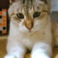 kuni (KUNI-NET元シソペ) (@kuninet) 's Twitter Profile