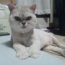 rasen_yagami's profile picture. 今まで、グダグダだったのを、レイヤー・女優・イベント関係をメインにして、再々出発。基本、コミュ障の引篭もり