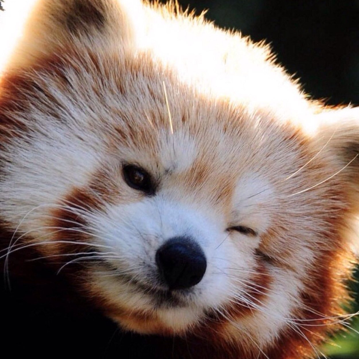 Anya_One's profile picture. #Manager of foreign #trade and #photograph