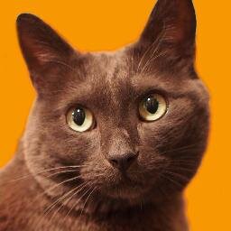 Kontan_Bigcatさんのプロフィール画像