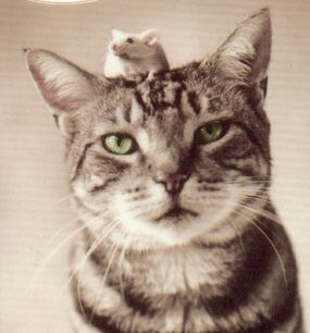 Huile_Essentiel's profile picture. 