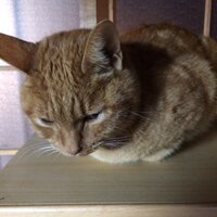 ナカジ☆いちごみるく (@extbc) 's Twitter Profile