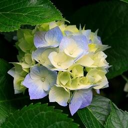 SudeVampir's profile picture. 