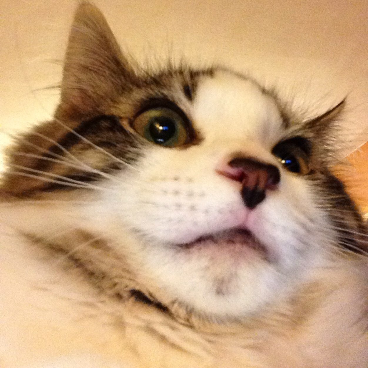 Meow nigga. I am a pussy and I like pussy. Protect Lil B at all costs.