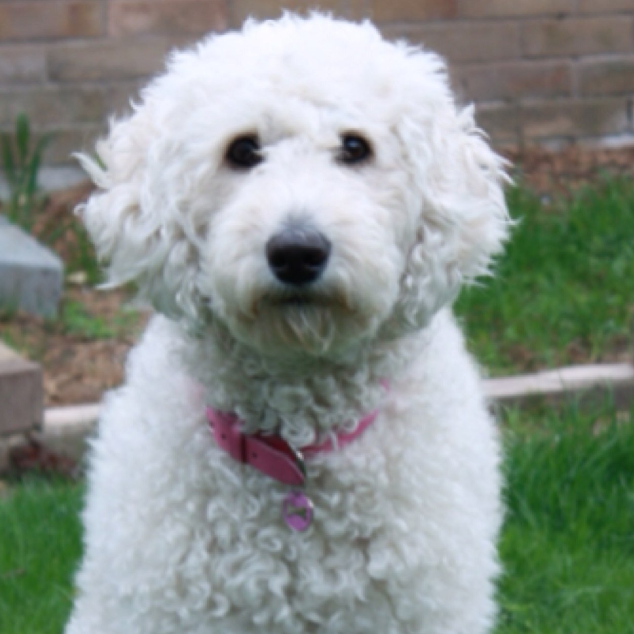 I breed healthy and happy standard labradoodles, fully health checked. Email- midlandlabradoodles@gmail.com Tel- 07790 445970