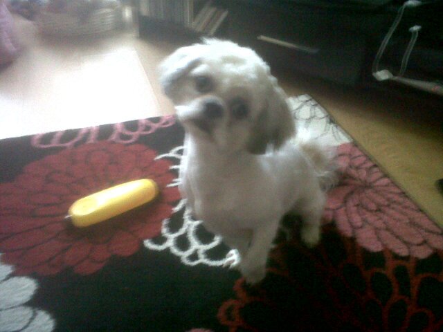 TombuckhamTommy's profile picture. 