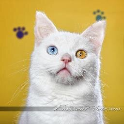 A small Animal Shelter located in Northern Michigan.