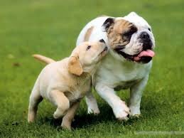 Hi, we are Oadby Animal Care a small business in Oadby. We offer dog walking, home boarding and pet sitting.