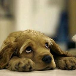 Defensora y Amiga del Mundo Animal..Ellos te seran Fieles aun cuando Tu no lo seas..Jamaz te abandonaran! Sigueme y Te Sigo..!