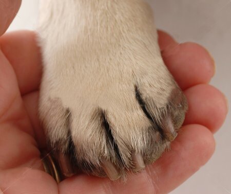 NotifyDVM's profile picture. Veterinary news, medicine, jobs, office operations and practice trends.  Based in the US.