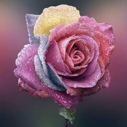 munne73's profile picture. 