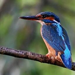 sandra_mausi's profile picture. 