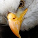 Laura Cicio - @piglet24c - Twitter