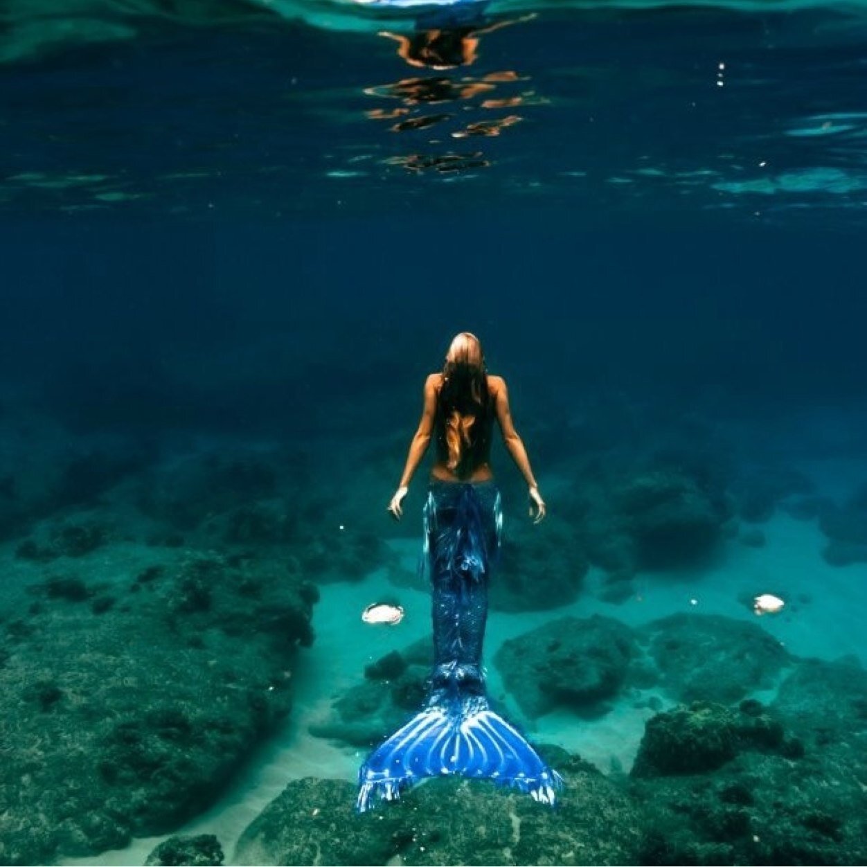 People who say mermaids aren't real, get fed to the sharks.
