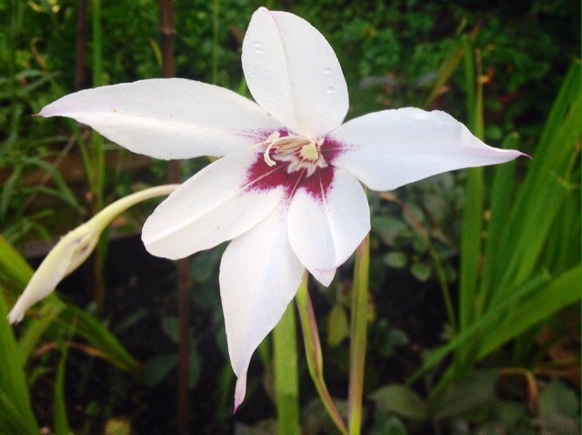 ladybayblooms's profile picture. british flowers, plants, pollinators, wildlife, trees, landscapes, beaches, skies, oceans, stories, journeys, dancing, life