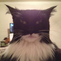 Cats that look like things. 

Inquiries at catsthatlooklikethings@gmail.com