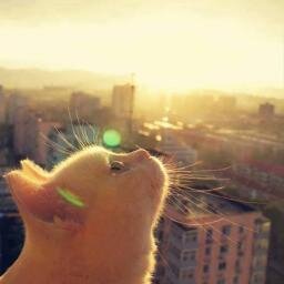 Renzo633's profile picture. Amo la música como a ciertas cosas, no tengo miedo si de intentarlo se trata :'D