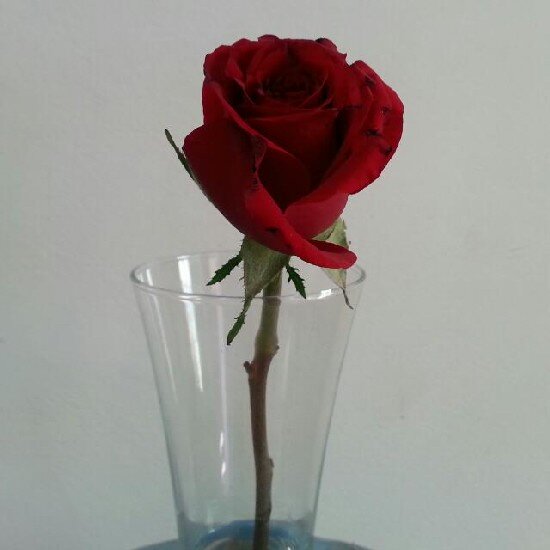 الحمدلله على تجدد العافية 🌹💕