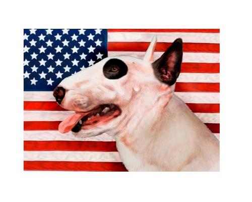 Bringing the best quality products for your Dog and Bull Terriers!