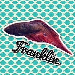 _FranklinTweets's profile picture. 
