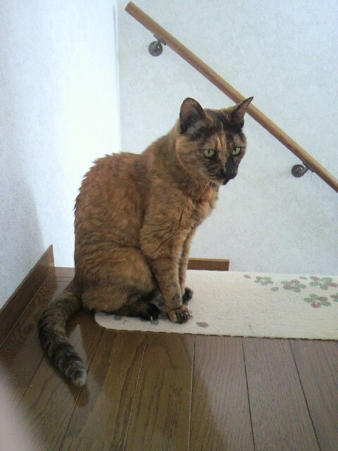 amenokinoki's profile picture. 現在はリツィート、いいねが主。暗黒時代からのベイスターズファン。なかなか思うようにいかないけど、発達途上の夢を描けるベイを応援しています。マイペース応援の緩めファンです。活字好き。暇あれば本読んでます。散歩の延長のような旅に憧れます。　無言フォローご容赦ください。