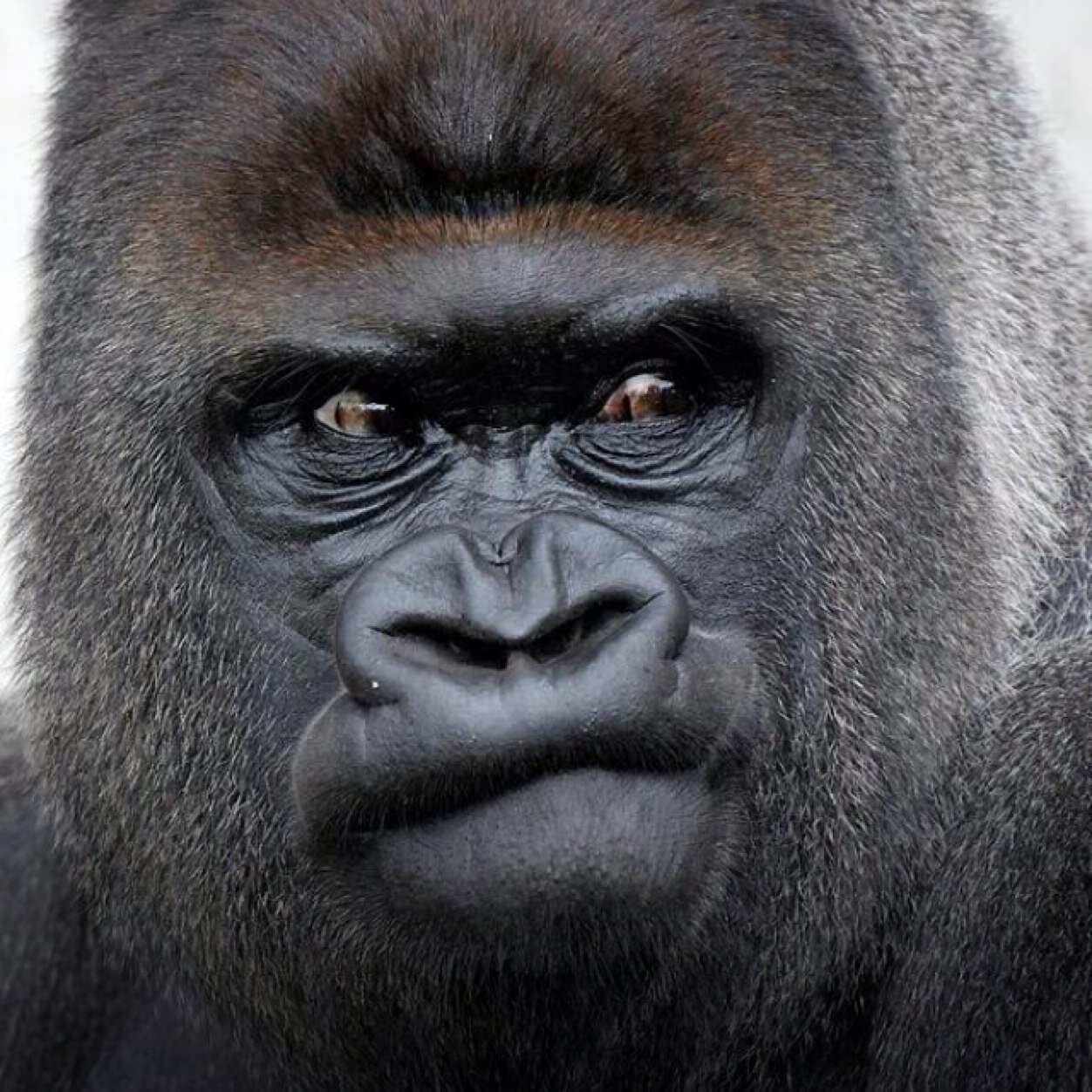 Mortxlity's profile picture. Competitive call of duty player