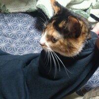 えんしゅー (@bracknives) 's Twitter Profile