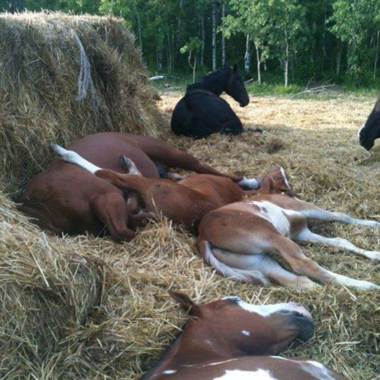 ponysb65's profile picture. 