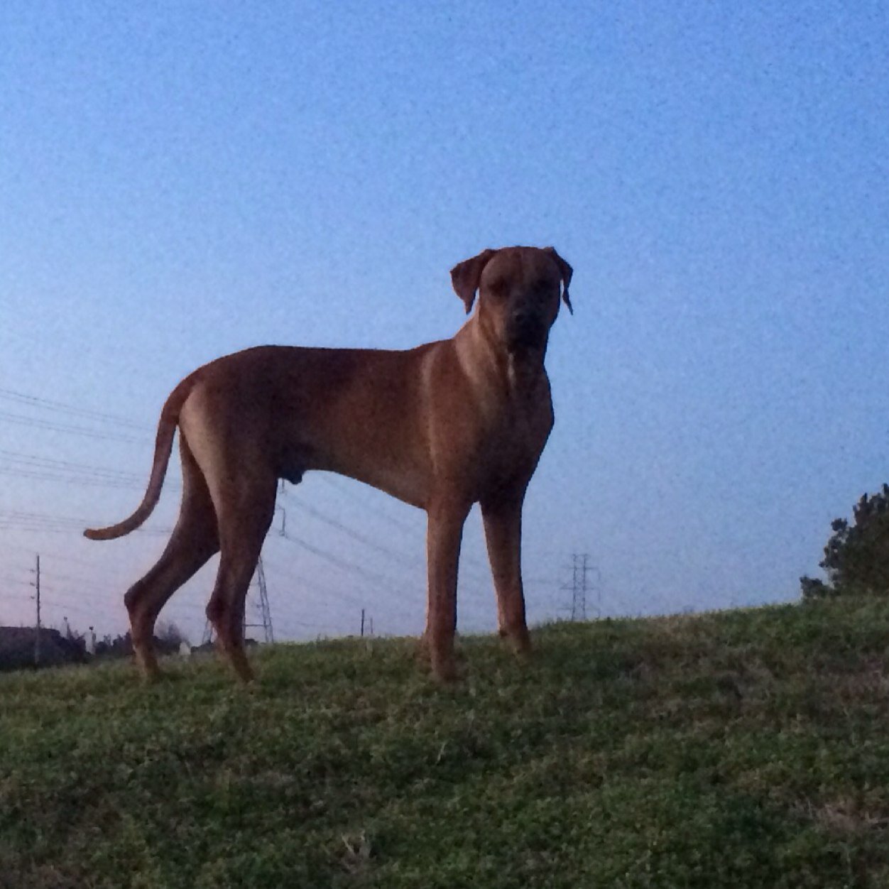 I'm a Rhodesian Ridgeback, Kengali's Worth the Wait.