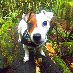 travelswphilly's profile picture. The adventures of Philly, the fearless rescue Jack Russell. Hiking and exploring across Canada and USA. Currently in Victoria, BC.