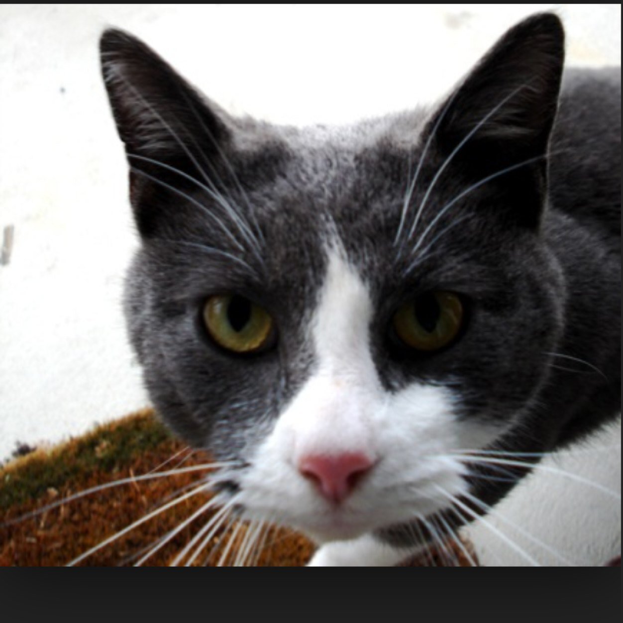 A tom dad: ashkitofSc ma:bloodMC1 a gray cat with blue eyes and white chest and paws clan:amberclan , can turn evil no control mate:spottedbreeze