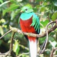 ellazking's profile picture. Just trying to become an Ornithologist and enjoy life!