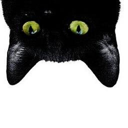 eleseGATO's profile picture. La elegancia quiso cuerpo y vida, por eso se transformó en gato. Colaborador en @VenganzaTV [Apasionado del R&R, diseño, fotografía, letras, cerveza y comida]